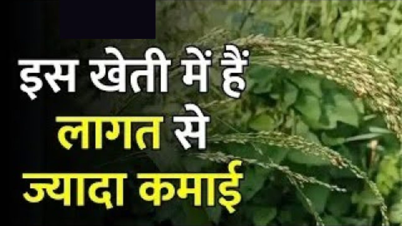 बिना पानी बिना खाद आधा किलो बीज में होगा 10 कुंटल तक ताबड़तोड़ उत्पादन कैंसर को करती है फुर्ररर बाजार में कीमत हजारो में देखे खेती