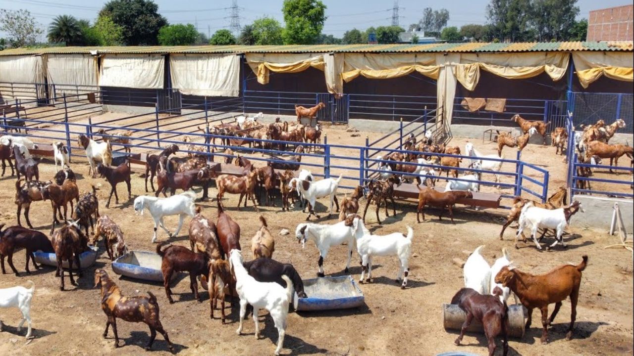 बारिश के मौसम में छगलियो में तेजी से फैलता है पीपीआर रोग कर देगा बड़ा नुकसान जाने कैसे करे बचाव