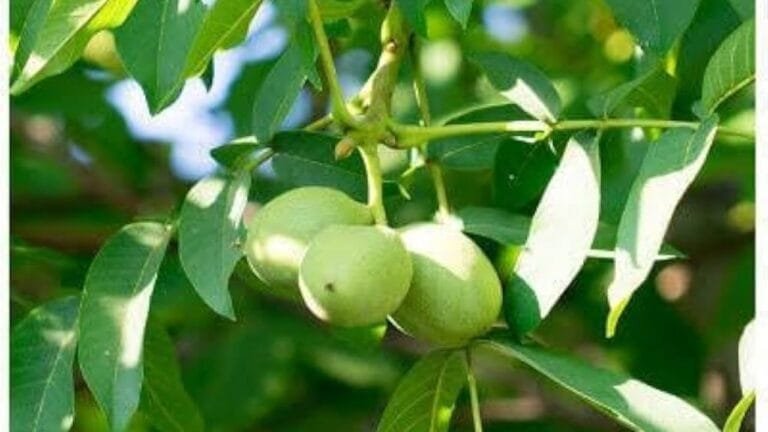 लोहे को पिघलाकर उसका आकार बदल देगा ये दुनिया का मजबूत मेवा हड्डियों को बना देगा बाहुबली सब बोलने लगेंगे भाई राजा