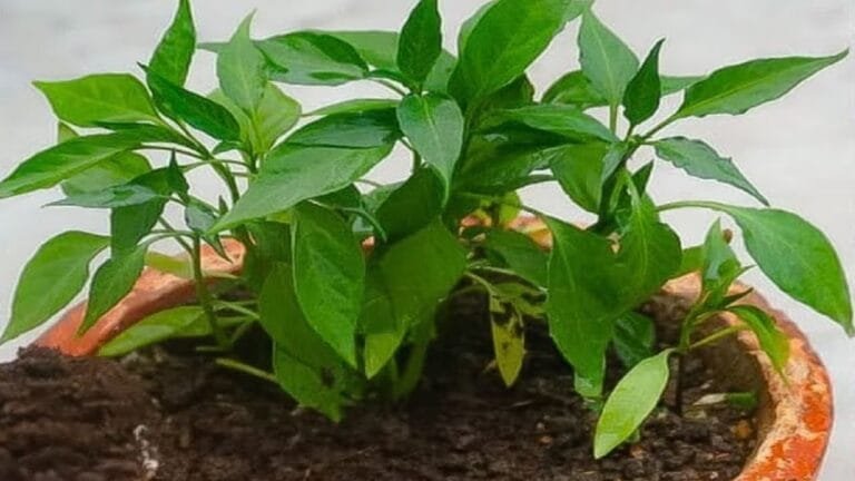 सब्जियों की दुनिया में चलाती है अपना राज दिमाग को बनाती शंखपुष्पी से तेज बीमारीयो की करती छुट्टी जाने