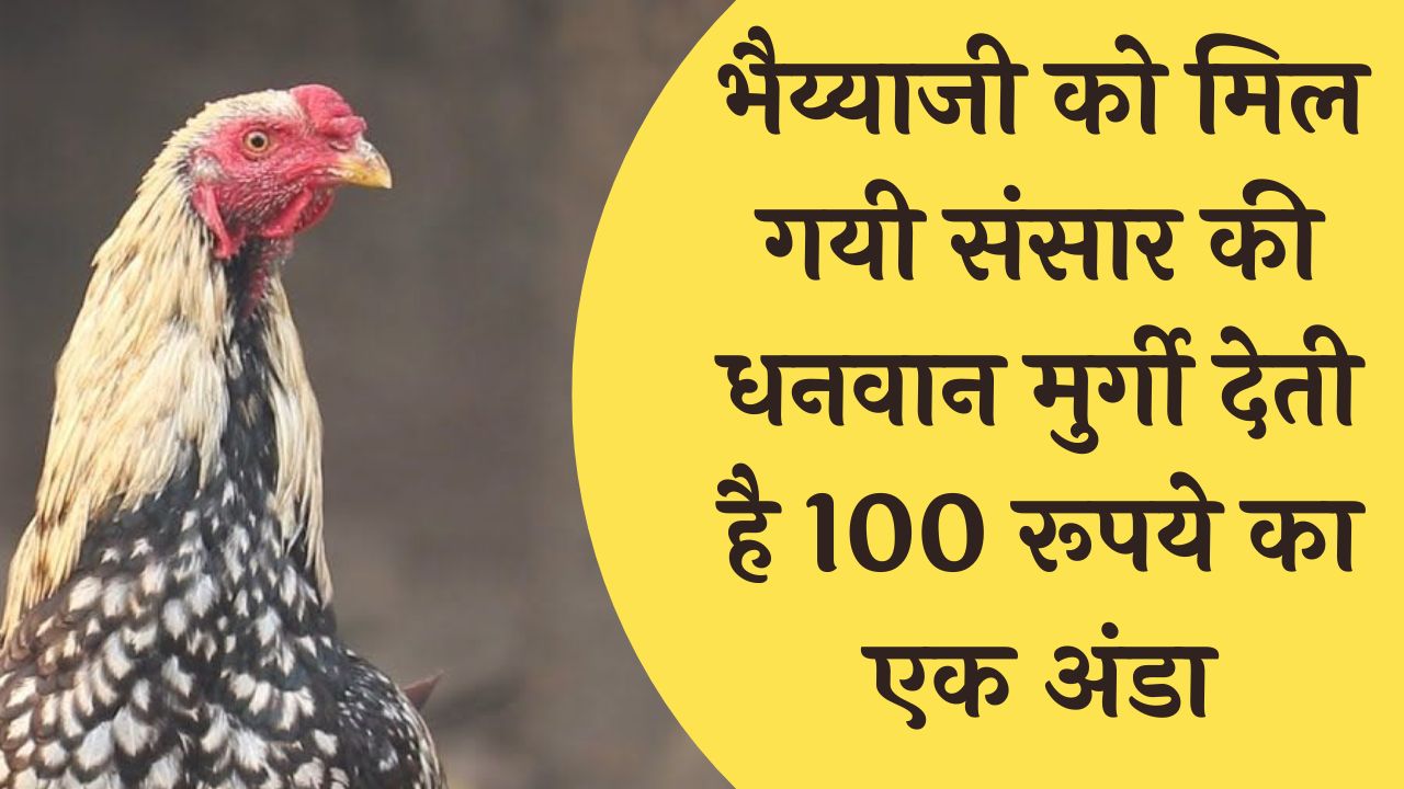 भैय्याजी को मिल गयी संसार की धनवान मुर्गी देती है 100 रूपये का एक अंडा पालन खोल देगा अमीरी के रस्ते