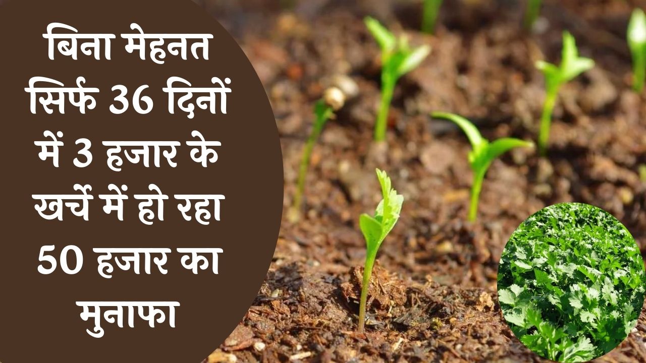 बिना मेहनत सिर्फ 36 दिनों में 3 हजार के खर्चे में हो रहा 50 हजार का मुनाफा फिर इंतजार किस बात का उठा लो फायदा