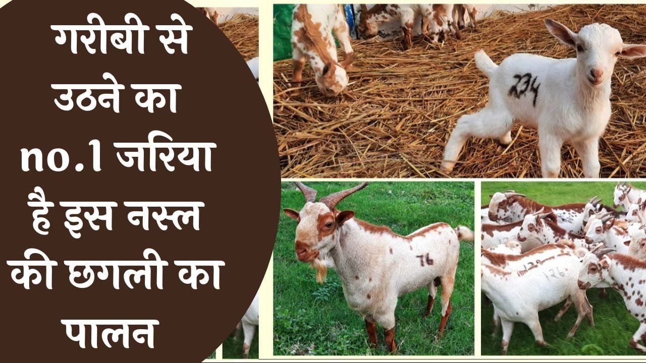 अंधे की लकड़ी एकमात्र सहारा ऐसे ही गरीबी से उठने का no.1 जरिया है इस नस्ल की छगली का पालन जान ले कमाई