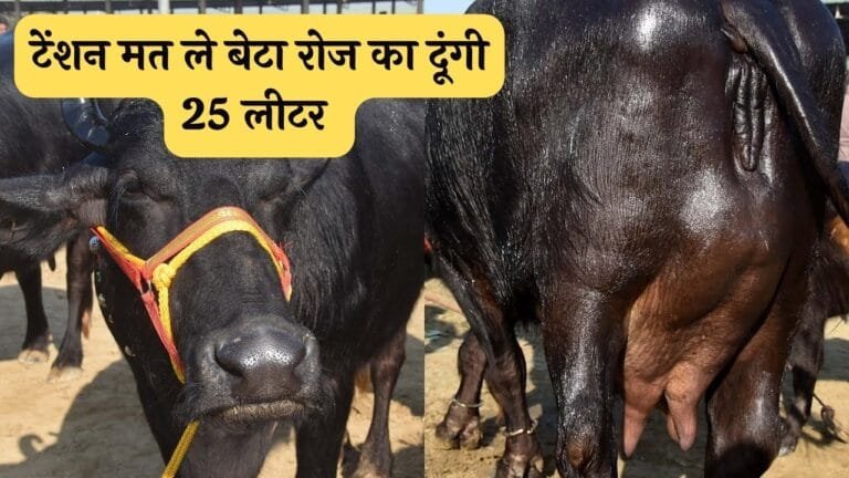 किसान के घर की लक्ष्मी बन जाएगी ये शेळी सुबह-शाम काम दिन भर रखेगी फ्री बना देगी कम समय में धनवान