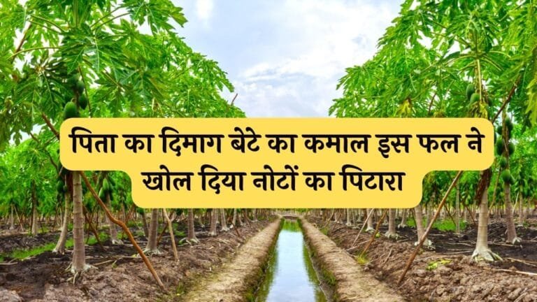 पिता का दिमाग बेटे का कमाल इस फल ने खोल दिया नोटों का पिटारा 5 रूपये के पौधे आज बरसा रहे लाखो
