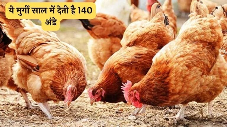 जंगल के किंग के नाम से पहचानी जाने वाली ये मुर्गी साल में देती है140 अंडे 2 महीने में ही होने लगी भक्कम आवक
