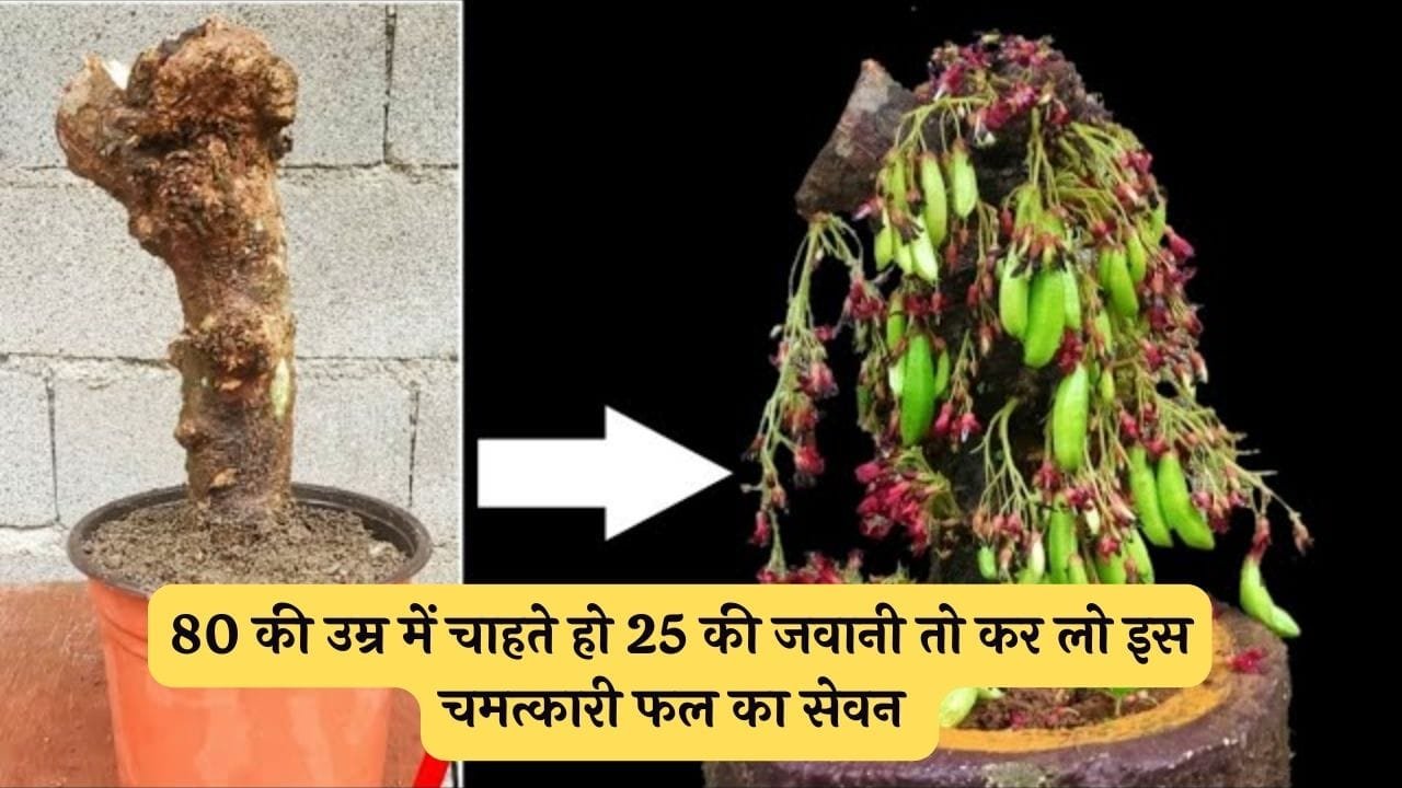 80 की उम्र में चाहते हो 25 की जवानी तो कर लो इस चमत्कारी फल का सेवन खेती में भी देती है ताबड़तोड़ फायदा