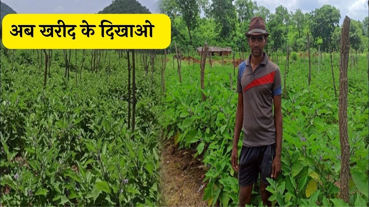 कम दामों को लेकर जिस सब्जी की मजा लेते रहे वो पहुंची आसमान में अब खरीदने के लिए सोच रहे लोग