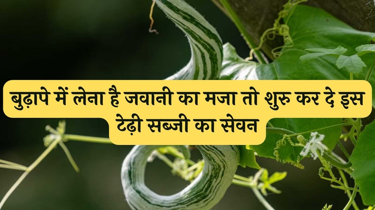 बुढ़ापे में लेना है जवानी का मजा तो शुरु कर दे इस टेढ़ी सब्जी का सेवन लगने लगोगे 18 के जवान सब देख कर होंगे अचंभित