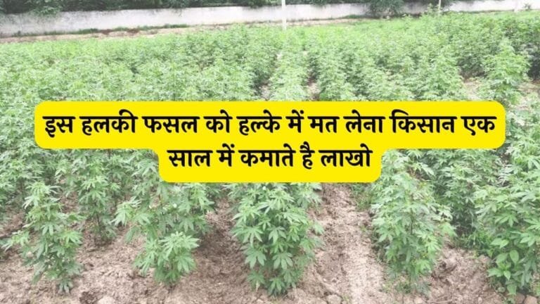 इस हलकी फसल को हल्के में मत लेना किसान एक साल में कमाते है लाखो बीज भी है बड़े काम के जाने नाम