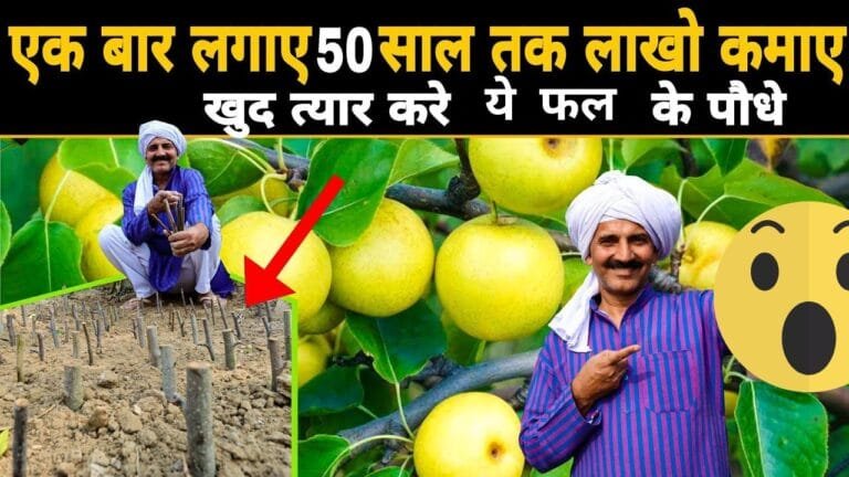 हीमोग्लोबिन का बैंक है ये फल शरीर के हर कोने में भरता है आयरन कमाई भी होती गचापेल जाने नाम