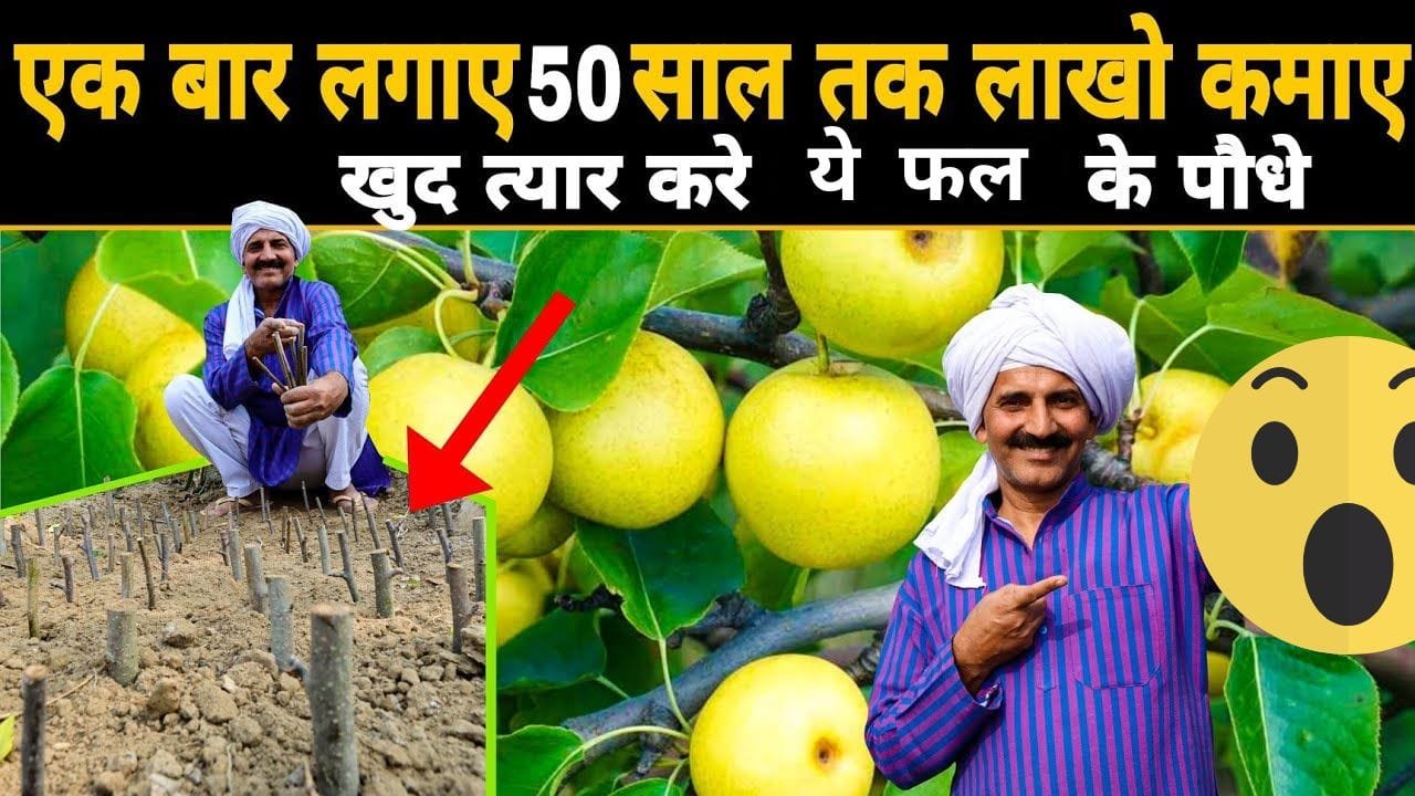 हीमोग्लोबिन का बैंक है ये फल शरीर के हर कोने में भरता है आयरन कमाई भी होती गचापेल जाने नाम