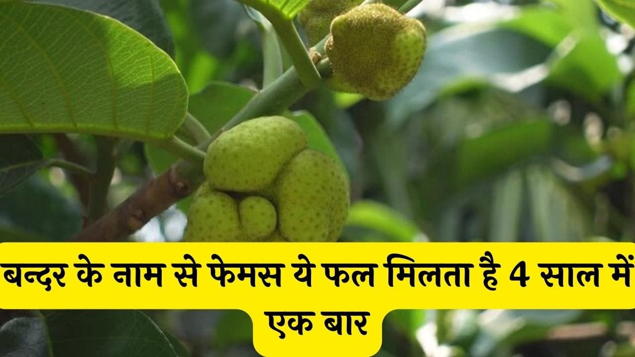 बन्दर के नाम से फेमस ये फल मिलता है 4 साल में एक बार सारे वायरस इसके सामने फिसड्डी जाने नाम