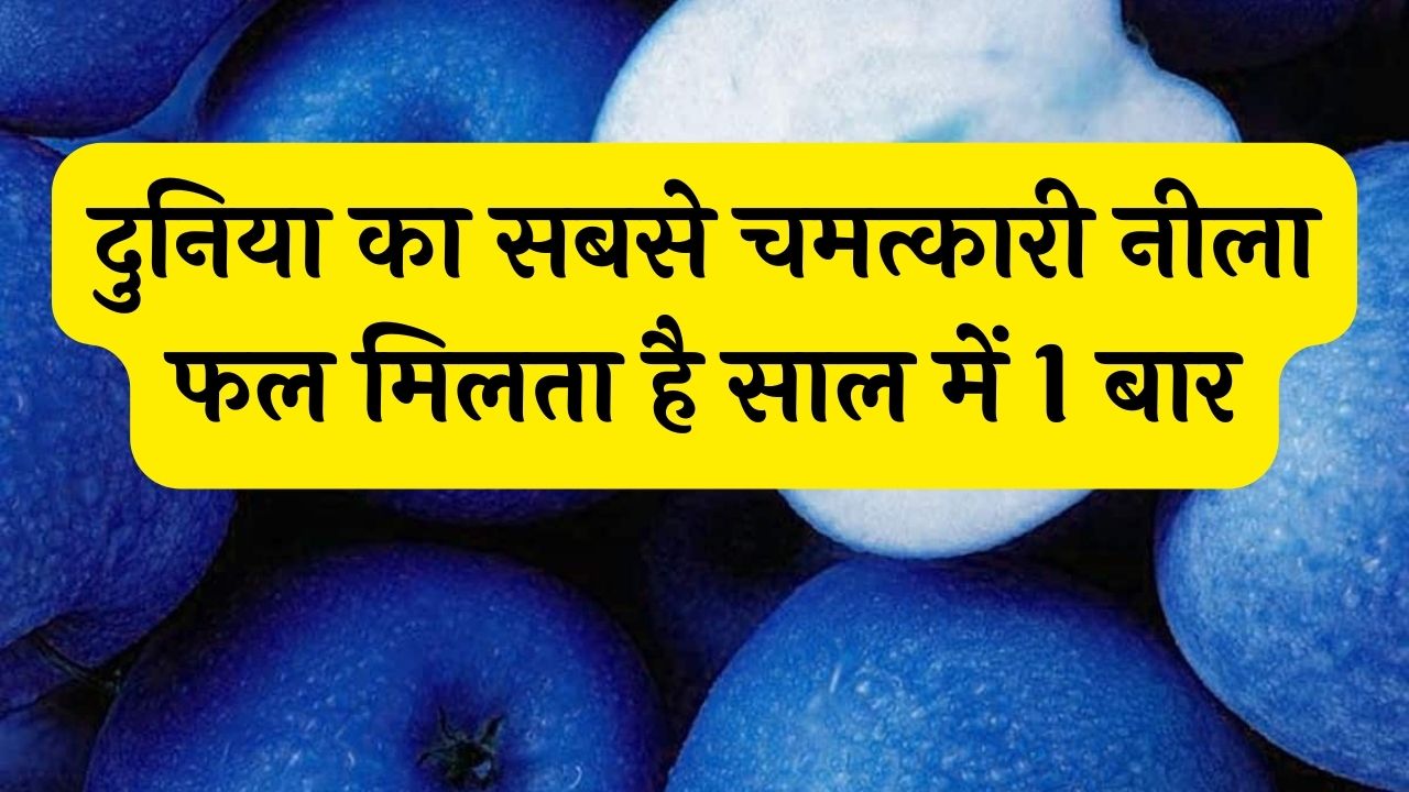 दुनिया का सबसे चमत्कारी नीला फल मिलता है साल में 1 बार कमाकर देता है कम समय में 2 लाख से ज्यादा जान ले नाम