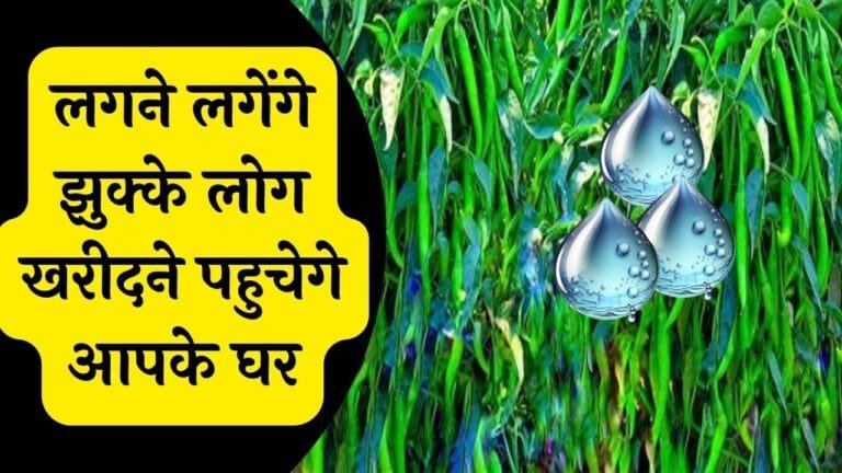 इस दवाई की पांच बून्द है मिर्च के पौधे के लिए अमृत लगने लगेंगे झुक्के लोग खरीदने पहुचेगे आपके घर