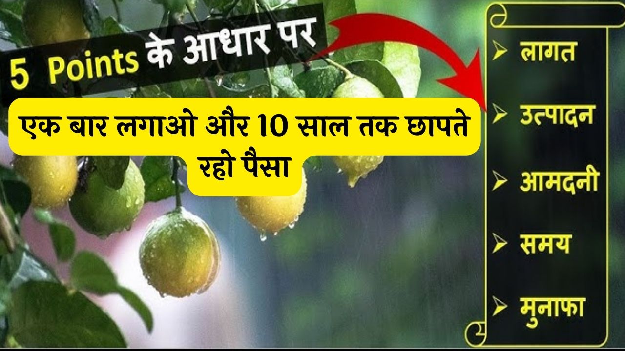 दवाइयों के मामले में दुनिया की सबसे जरूरतमंद ये फसल एक बार लगाओ और 10 साल तक छापते रहो पैसा जाने नाम