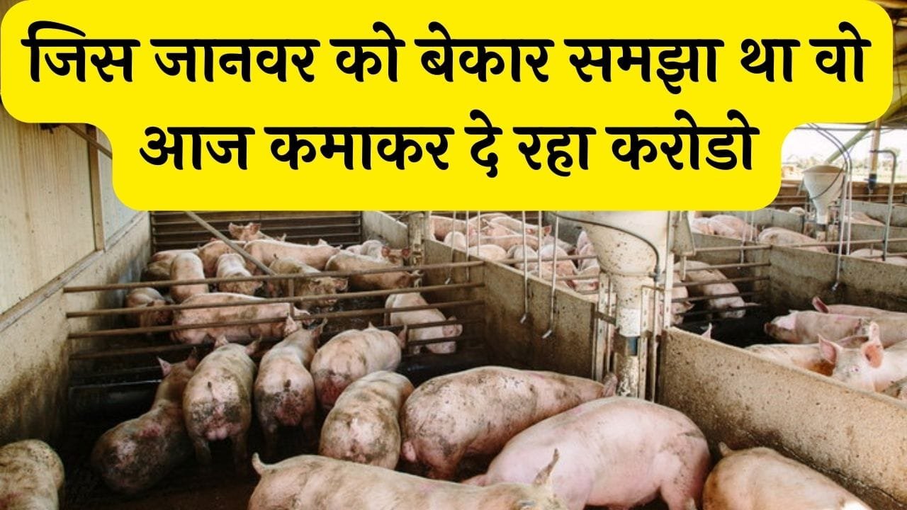 जिस जानवर को बेकार समझा था वो आज कमाकर दे रहा करोडो वो भी हजारो के खर्च में आप भी शुरू कर दे इसका पालन