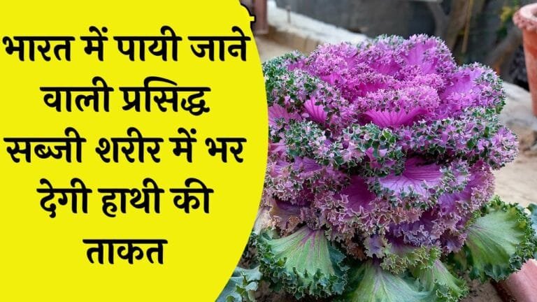 भारत में पायी जाने वाली प्रसिद्ध सब्जी शरीर में भर देगी हाथी की ताकत बुढ़ापे को हराकर ला देगी नई जवानी जाने नाम