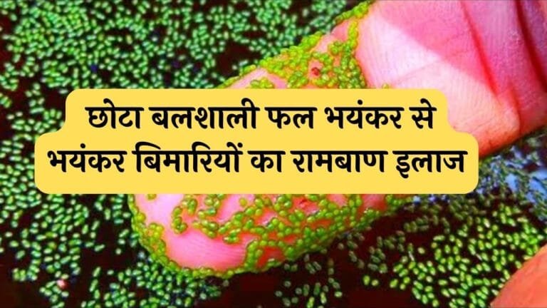 ये छोटा बलशाली फल भयंकर से भयंकर बिमारियों का रामबाण इलाज इसमें है लाखों गुणों की पौष्टिकता जानिए फल