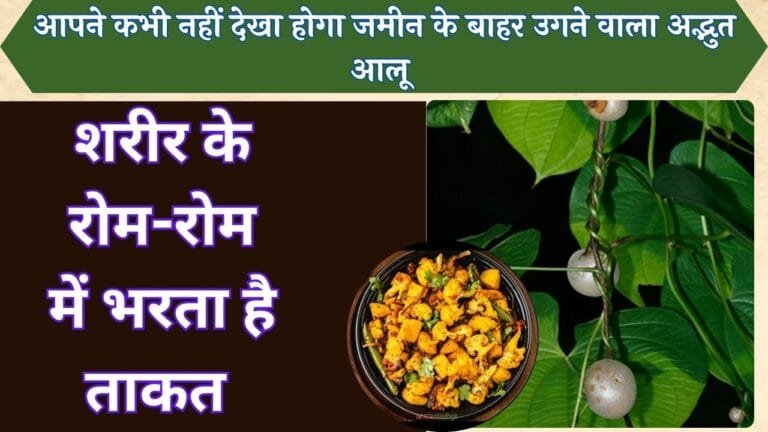 आपने कभी नहीं देखा होगा जमीन के बाहर उगने वाला अद्भुत आलू शरीर के रोम-रोम में भरता है ताकत देखे