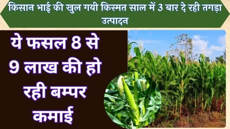 किसान भाई की खुल गयी किस्मत साल में 3 बार दे रही तगड़ा उत्पादन ये फसल 8 से 9 लाख की हो रही बम्पर कमाई