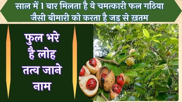 साल में 1 बार मिलता है ये चमत्कारी फल गठिया जैसी बीमारी को करता है जड़ से ख़तम फुल भरे है लोह तत्व जाने नाम