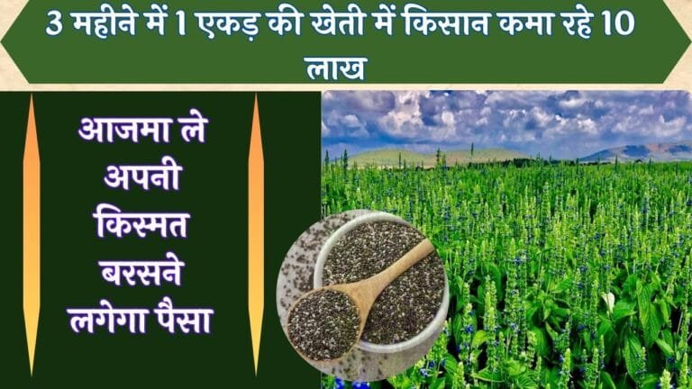 3 महीने में 1 एकड़ की खेती में किसान कमा रहे 10 लाख आप भी आजमा ले अपनी किस्मत बरसने लगेगा पैसा