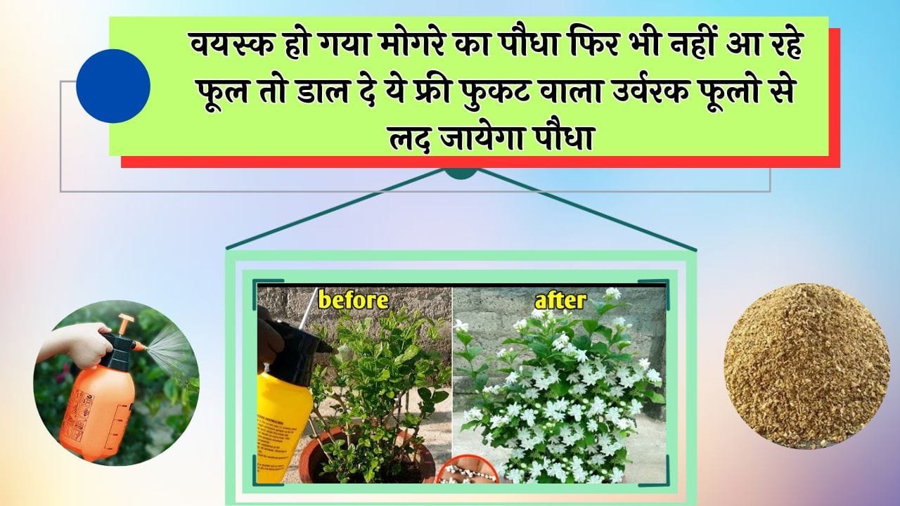 वयस्क हो गया मोगरे का पौधा फिर भी नहीं आ रहे फूल तो डाल दे ये फ्री फुकट वाला उर्वरक फूलो से लद जायेगा पौधा