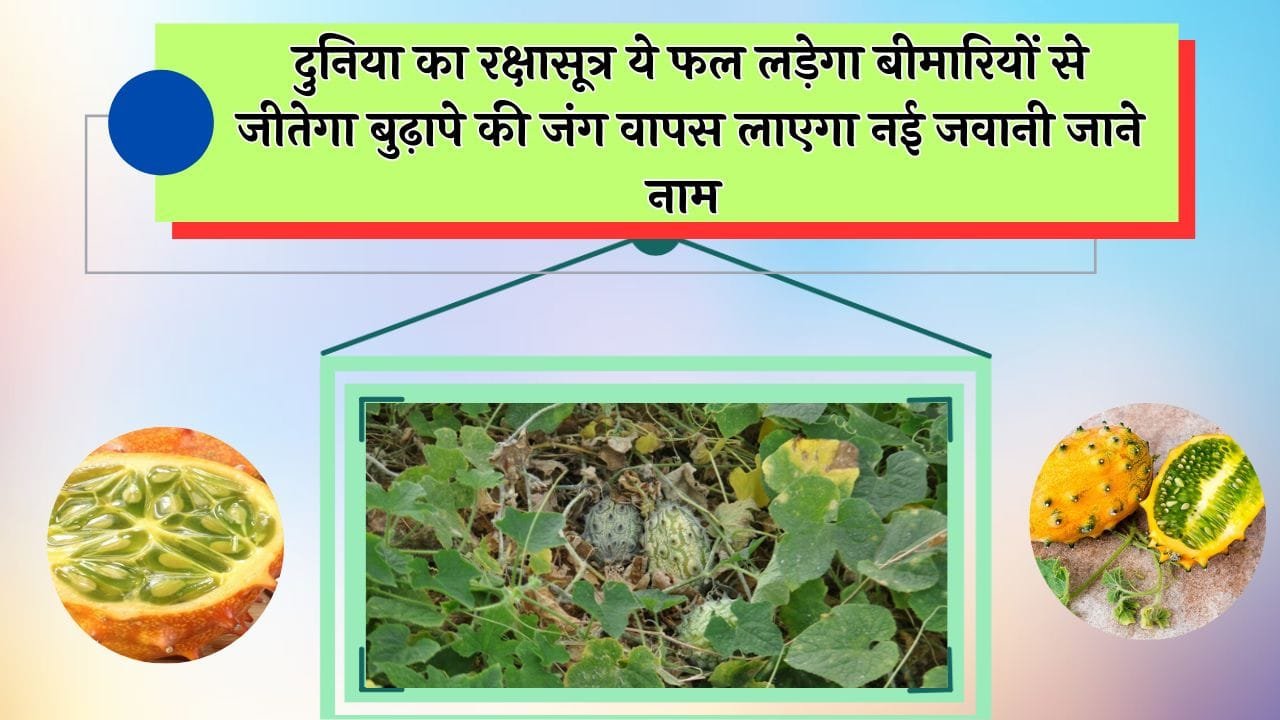 दुनिया का रक्षासूत्र ये फल लड़ेगा बीमारियों से जीतेगा बुढ़ापे की जंग वापस लाएगा नई जवानी जाने नाम