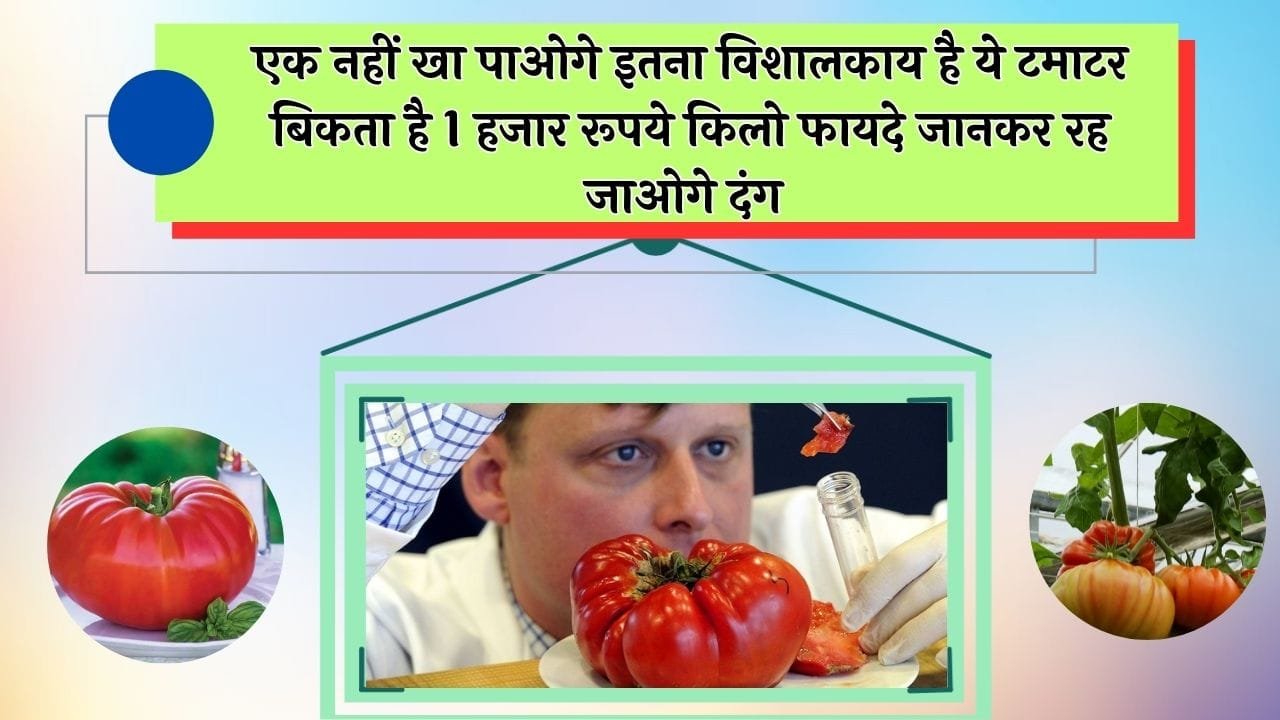 एक नहीं खा पाओगे इतना विशालकाय है ये टमाटर बिकता है 1 हजार रूपये किलो फायदे जानकर रह जाओगे दंग