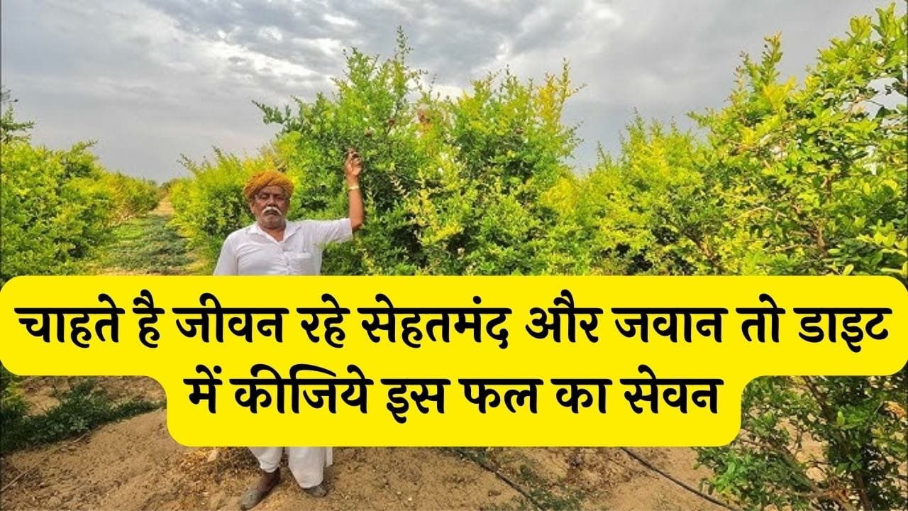 चाहते है जीवन रहे सेहतमंद और जवान तो डाइट में कीजिये इस फल का सेवन, जानिए इस ताकतवर फल के बारे में