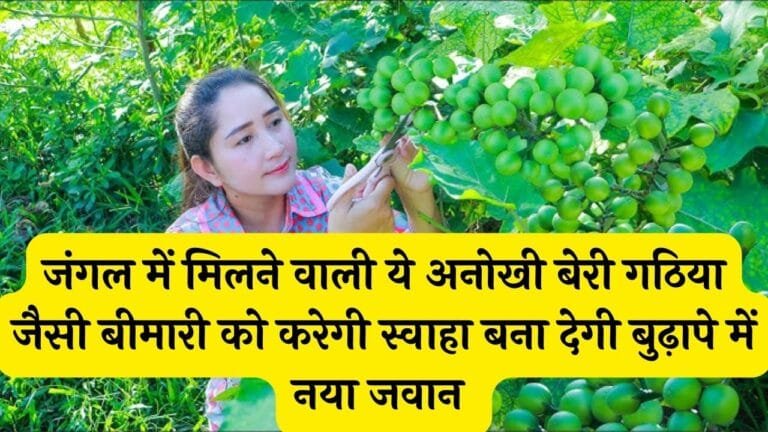 जंगल में मिलने वाली ये अनोखी बेरी गठिया जैसी बीमारी को करेगी स्वाहा बना देगी बुढ़ापे में नया जवान
