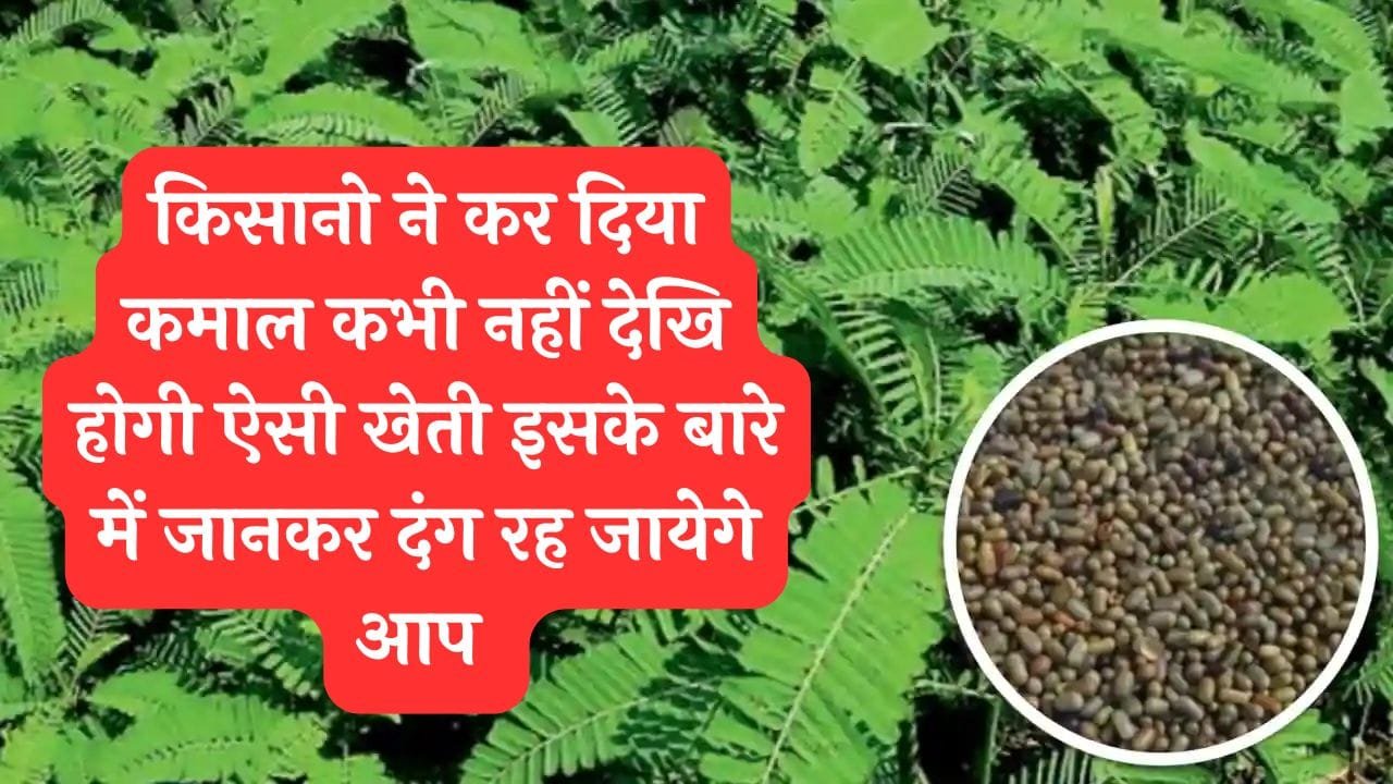 किसानो ने कर दिया कमाल कभी नहीं देखि होगी ऐसी खेती इसके बारे में जानकर दंग रह जायेगे आप