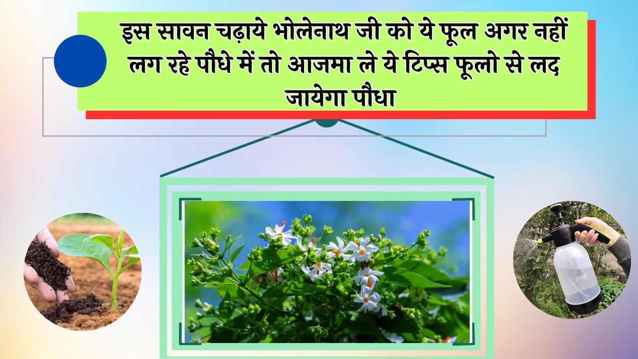 इस सावन चढ़ाये भोलेनाथ जी को ये फूल अगर नहीं लग रहे पौधे में तो आजमा ले ये टिप्स फूलो से लद जायेगा पौधा