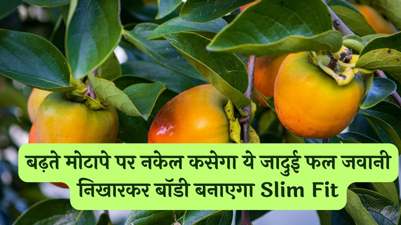 बढ़ते मोटापे पर नकेल कसेगा ये जादुई फल जवानी निखारकर बॉडी बनाएगा Slim Fit जाने इसकी खेती के फायदे