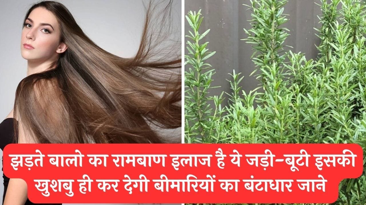 झड़ते बालो का रामबाण इलाज है ये जड़ी-बूटी इसकी खुशबु ही कर देगी बीमारियों का बंटाधार जाने