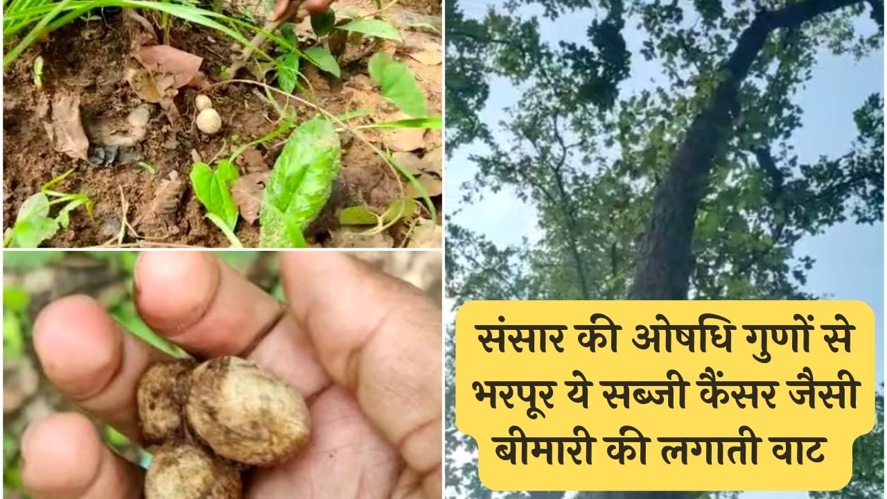 संसार की ओषधि गुणों से भरपूर ये सब्जी कैंसर जैसी बीमारी की लगाती वाट लाएगी 70 की उम्र में 21 की जवानी