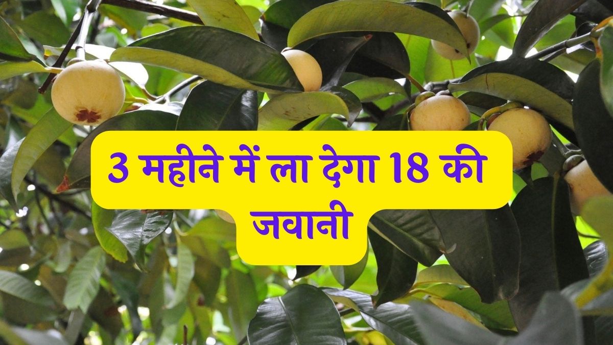 धरती का अद्भुत फल 3 महीने में ला देगा 18 की जवानी बीमारियों पर बरसेगा जमकर खेती बना देगी अम्बानी