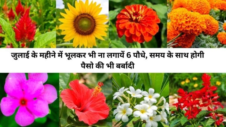 जुलाई के महीने में भूलकर भी ना लगायें 6 पौधे, समय के साथ होगी पैसो की भी बर्बादी