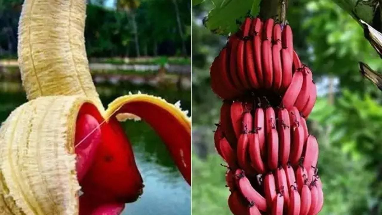 सैकड़ो गंभीर बीमारियों के लिए रामबाण है ये लाल फल, किसानों ने कर ली इस फल की खेती तो कोई नहीं रुक सकता है धन्ना सेठ बनने से