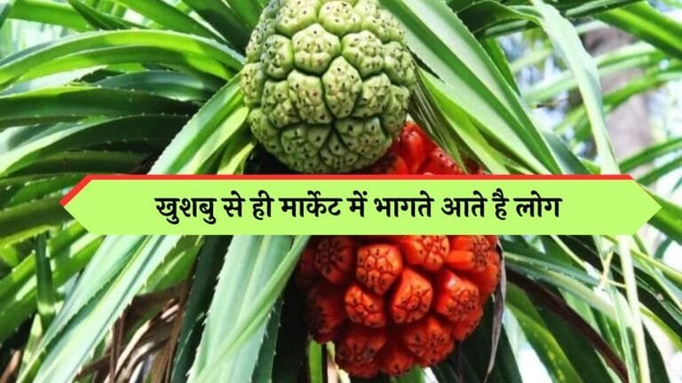 इस फूल की खुशबु से ही मार्केट में भागते आते है लोग दुकानों पर लगती है भीड़ डिमांड इतनी की एक बार की खेती बना देगी करोड़पति