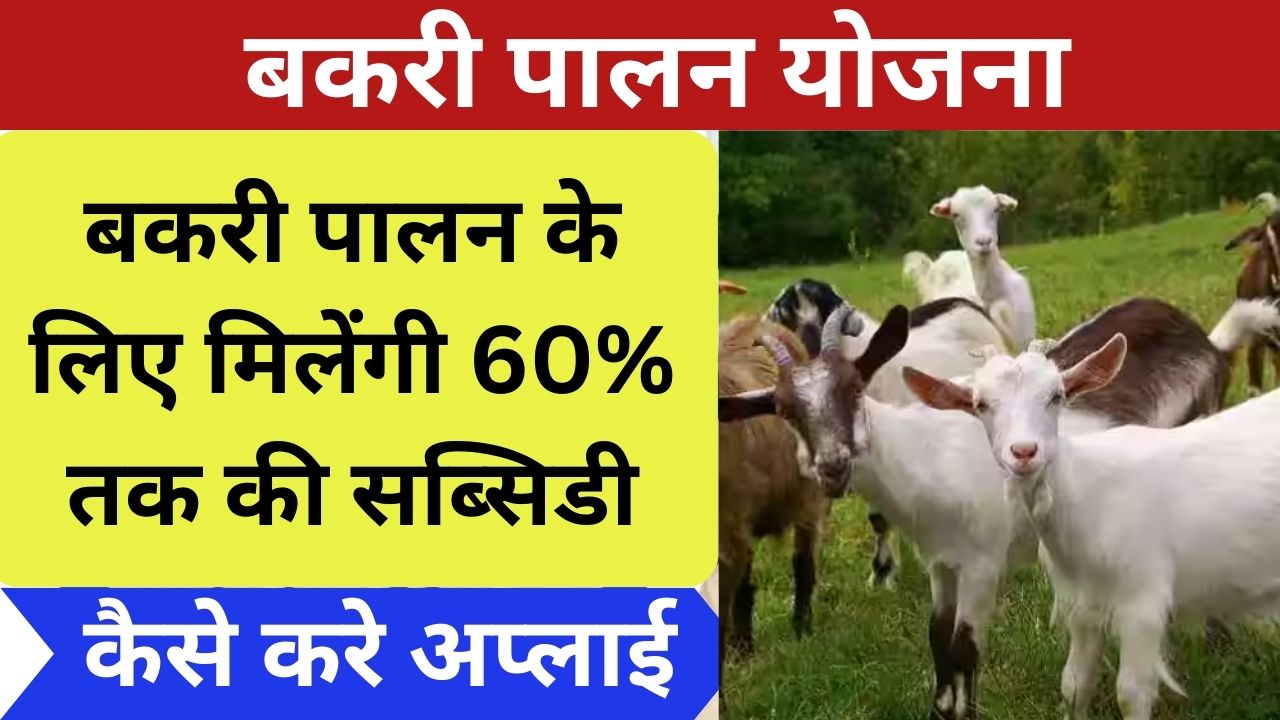 पपशुपालको की होगी बल्ले बल्ले, बकरी पालन के लिए मिलेंगी 60% तक की सब्सिडी, जाने कैसे करे अप्लाई