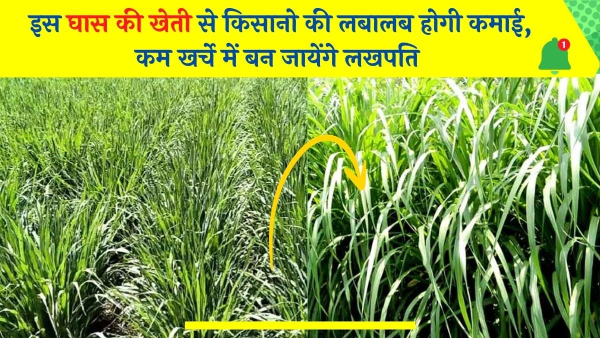 इस घास की खेती से किसानो की लबालब होगी कमाई, कम खर्चे में बन जायेंगे लखपति