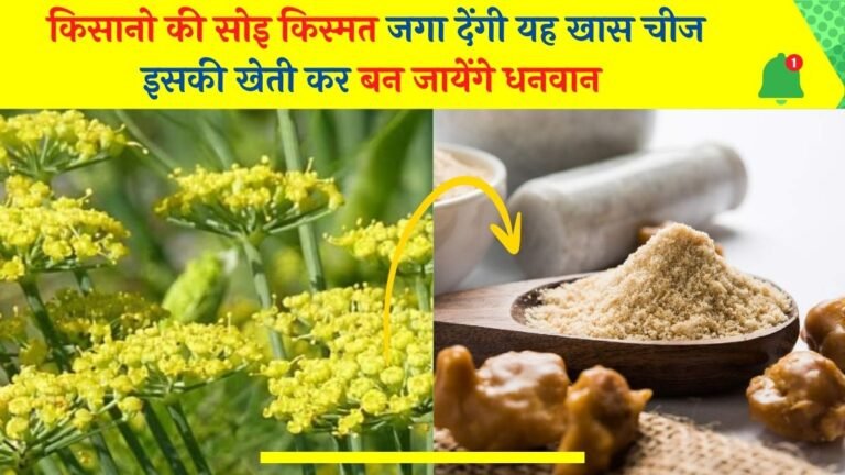 किसानो की सोइ किस्मत जगा देंगी यह खास चीज मार्केट में बिकती है बहुत महंगी इसकी खेती कर बन जायेंगे धनवान