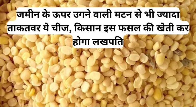 जमीन के ऊपर उगने वाली मटन से भी ज्यादा ताकतवर ये चीज, किसान इस फसल की खेती कर होगा लखपति, पढ़िए इस फसल का नाम