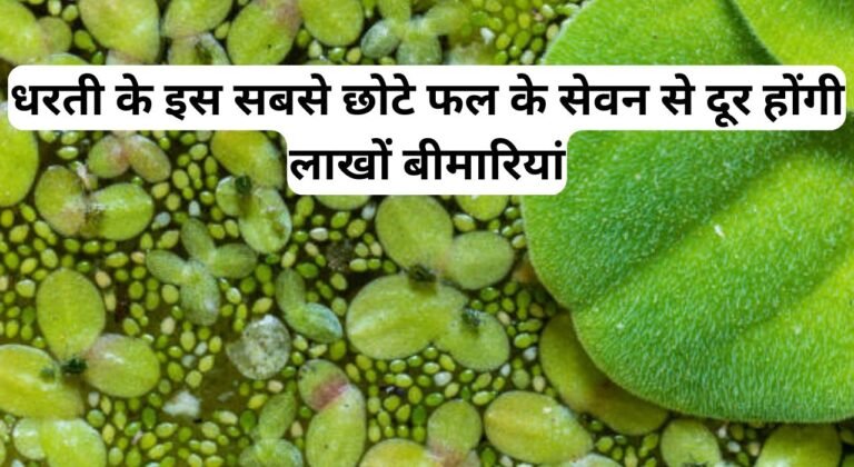 धरती के इस सबसे छोटे फल के सेवन से दूर होंगी लाखों बीमारियां, पढ़िए इस फल के बारे में