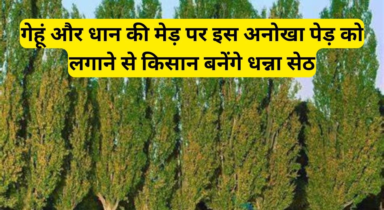 गेहूं और धान की मेड़ पर इस अनोखा पेड़ को लगाने से किसान बनेंगे धन्ना सेठ, जानिए इस फसल के बारे में