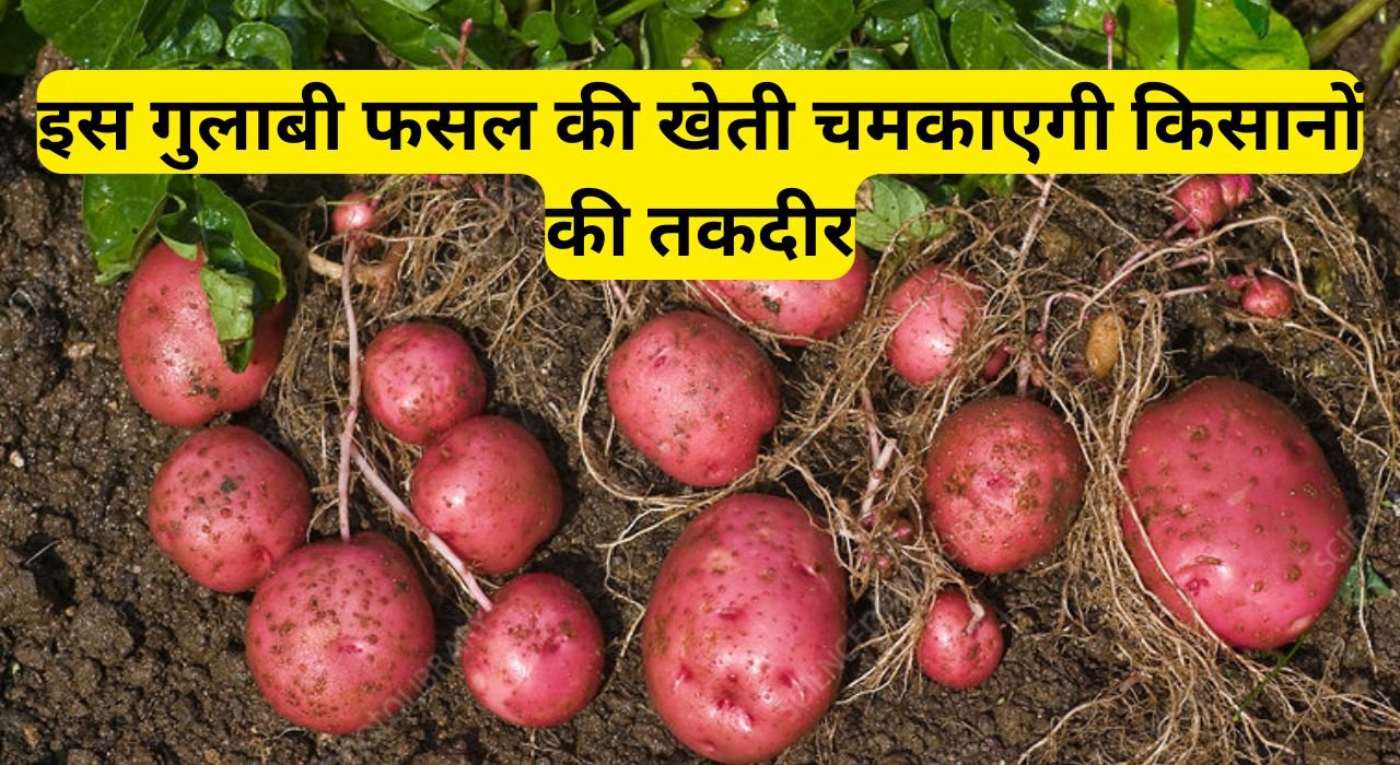 Pink Potato farming: इस गुलाबी फसल की खेती चमकाएगी किसानों की तकदीर, जानिए इस फसल के बारे में