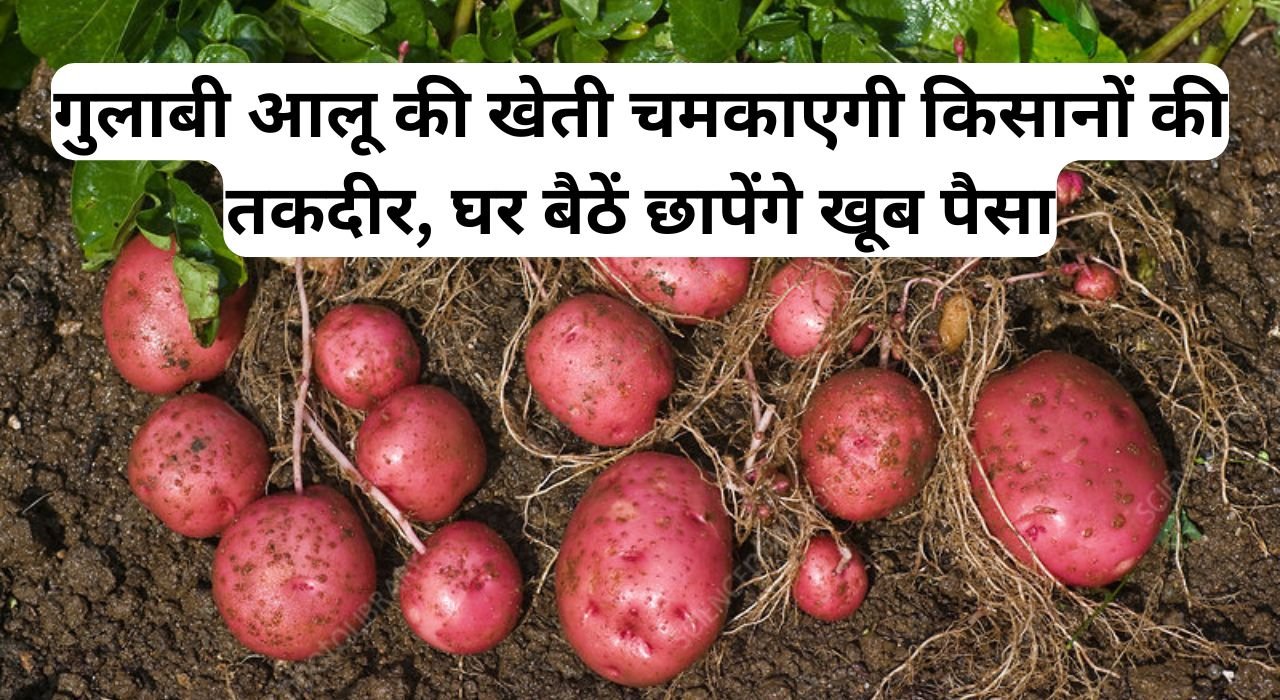 Pink Potato farming: गुलाबी आलू की खेती चमकाएगी किसानों की तकदीर, घर बैठें छापेंगे खूब पैसा, पढ़िए इस आलू के बारे में