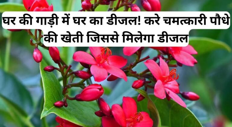 घर की गाड़ी में घर का डीजल! करे चमत्कारी पौधे की खेती जिससे मिलेगा डीजल, पढ़िए इस फल के बारे में